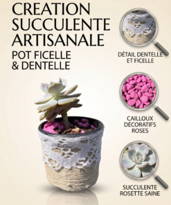 Succulante rosette